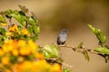 Slaty Flowerpiercer Diglossa plumbea Royalty Free Stock Photo