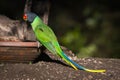 Slaty headed parakeet. Royalty Free Stock Photo
