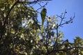 Slaty Headed Parakeet Royalty Free Stock Photo