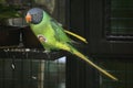 Slaty-headed parakeet (Psittacula himalayana). Royalty Free Stock Photo