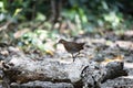 Slaty - legged Crake Royalty Free Stock Photo