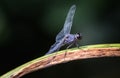 Slaty Skimmer dragonfly holds to its perch