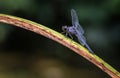 Slaty Skimmer dragonfly poised to resume flight