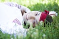 Slav girl at green meadow. Royalty Free Stock Photo