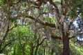 Slave cabins in Boone Hall Plantation Royalty Free Stock Photo