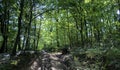 Slavonian forest on the slopes of the Pozega Basin