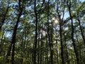 Slavonian forest on the slopes of the Pozega Basin