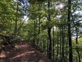 Slavonian forest on the slopes of the Pozega Basin