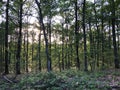 Slavonian forest on the slopes of the Pozega Basin