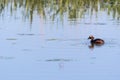 Slavonian Grebe with a just caught small fish Royalty Free Stock Photo