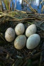 Slavonian grebe nest Royalty Free Stock Photo