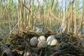 Slavonian grebe nest