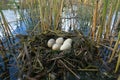 Slavonian grebe nest