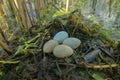 Slavonian grebe nest