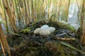 Slavonian grebe nest