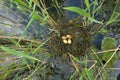 Slavonian grebe nest