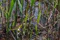 Slavonian grebe in the nest