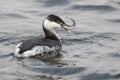 Slavonian grebe, Podiceps auritus Royalty Free Stock Photo