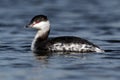 Slavonian grebe, Podiceps auritus Royalty Free Stock Photo