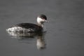 Slavonian grebe, Podiceps auritus Royalty Free Stock Photo