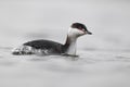 Slavonian grebe, Podiceps auritus Royalty Free Stock Photo