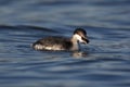 Slavonian grebe, Podiceps auritus