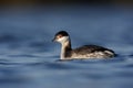 Slavonian grebe, Podiceps auritus