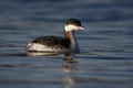 Slavonian grebe, Podiceps auritus