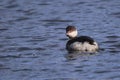 Slavonian grebe swimming in a tranquil body of water