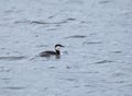 Slavonian Grebe