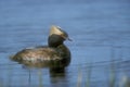 Slavonian or horned grebe, Podiceps auritus