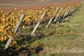 Slavonian vineyards