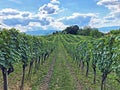 Slavonian vineyards on the slopes of the Pozega Basin