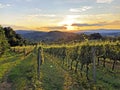 Slavonian vineyards on the slopes of the Pozega Basin