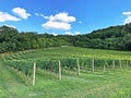 Slavonian vineyards on the slopes of the Pozega Basin