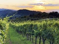 Slavonian vineyards on the slopes of the Pozega Basin