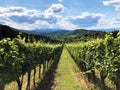 Slavonian vineyards on the slopes of the Pozega Basin
