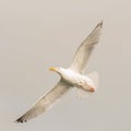 Slea Head flying bird seagull sunset Ireland beautiful colors