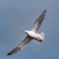 Slea Head flying bird seagull sunset Ireland beautiful colors Royalty Free Stock Photo