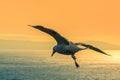 Slea Head flying bird seagull sunset Ireland beautiful colors Royalty Free Stock Photo