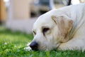 Sleaping withe labrador dog on grass