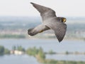 Slechtvalk, Peregrine Falcon, Falco peregrinus Royalty Free Stock Photo