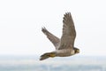 Slechtvalk, Peregrine Falcon, Falco peregrinus Royalty Free Stock Photo