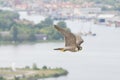 Slechtvalk, Peregrine Falcon, Falco peregrinus Royalty Free Stock Photo