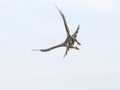 Slechtvalk, Peregrine Falcon, Falco peregrinus