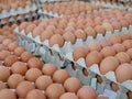 Fresh chicken eggs on trays for sale at a supermarket Royalty Free Stock Photo