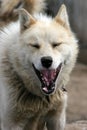 Sled dog barking loudly in Ilulissat Royalty Free Stock Photo