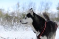 Sled dog breed Siberian Husky in the late autumn in the woods Royalty Free Stock Photo