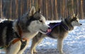 Sled dog breed Siberian Husky Royalty Free Stock Photo