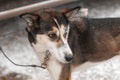 Sled Dog Cabled to Dog Truck Waits for Race Start